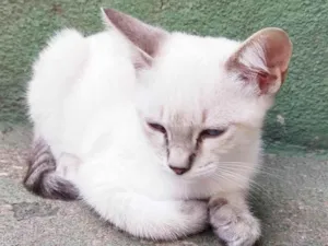 Gato raça SRD-ViraLata idade 2 a 6 meses nome Lina (fêmea)
