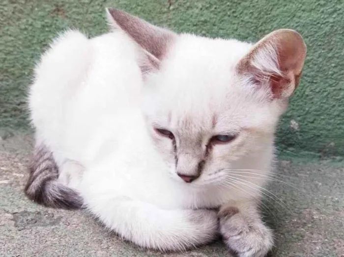 Gato raça SRD-ViraLata idade 2 a 6 meses nome Lina (fêmea)