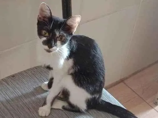 Gato ra a  idade 1 ano nome Feiosa 