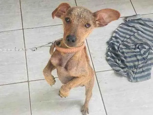 Cachorro ra a SRD idade 1 ano nome Não decidir 