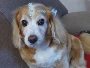 Cachorro raça SRD-ViraLata idade 6 ou mais anos nome Isa