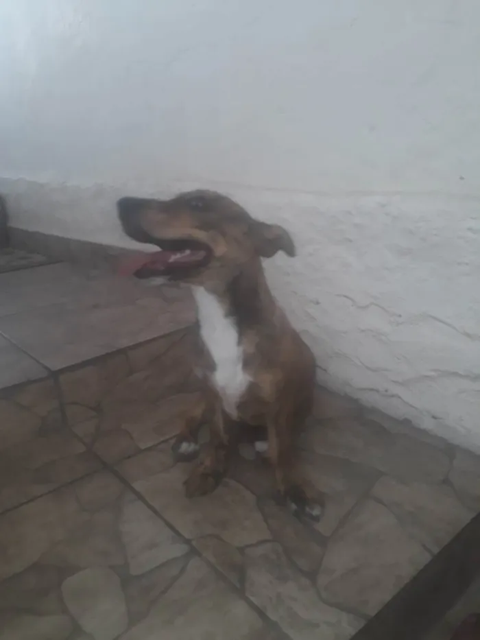 Cachorro ra a SRD-ViraLata idade 2 a 6 meses nome Pandora 