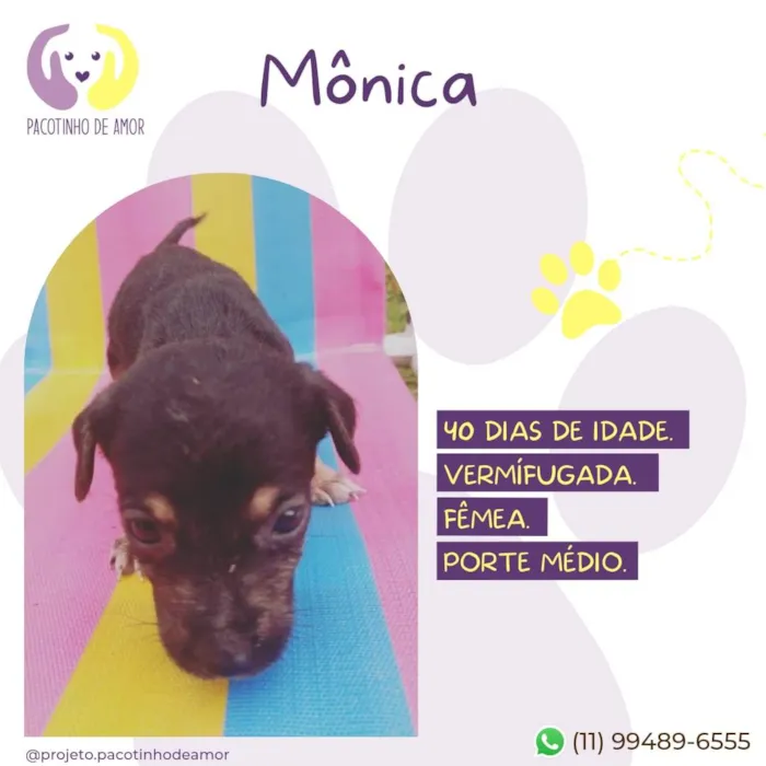 Cachorro raça SRD-ViraLata idade Abaixo de 2 meses nome Mônica 