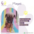 Magali