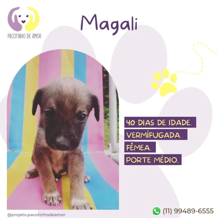 Cachorro ra a SRD-ViraLata idade Abaixo de 2 meses nome Magali