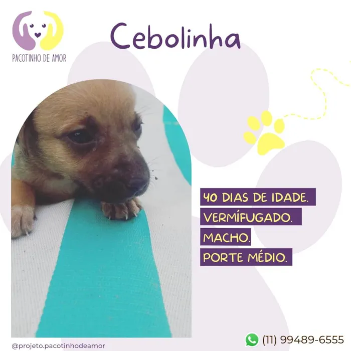Cachorro raça SRD-ViraLata idade Abaixo de 2 meses nome Cebolinha