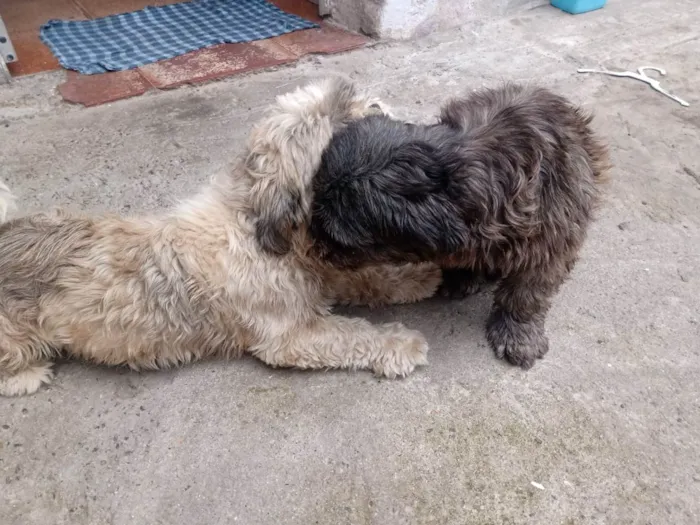 Cachorro ra a Lhasa Apso idade 3 anos nome Mel e chiclete