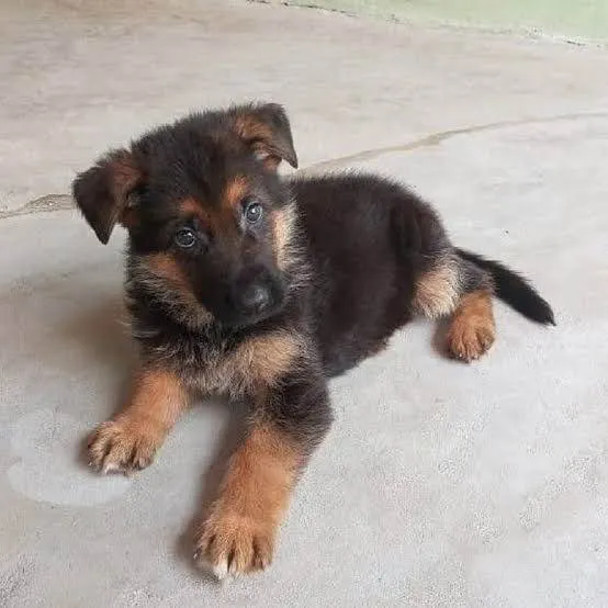 Cachorro ra a Pastor alemão idade 2 a 6 meses nome Thor