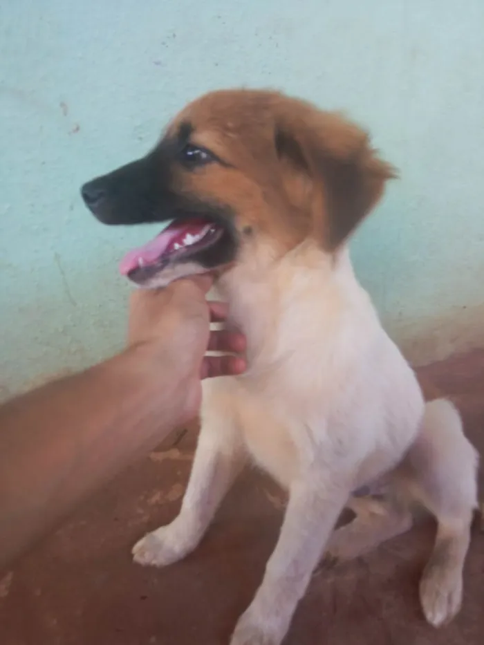 Cachorro ra a Desconhecida idade 2 a 6 meses nome Branquinho