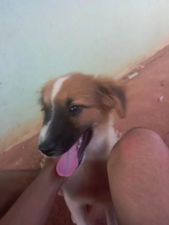 Cachorro ra a Desconhecida idade 2 a 6 meses nome Branquinho