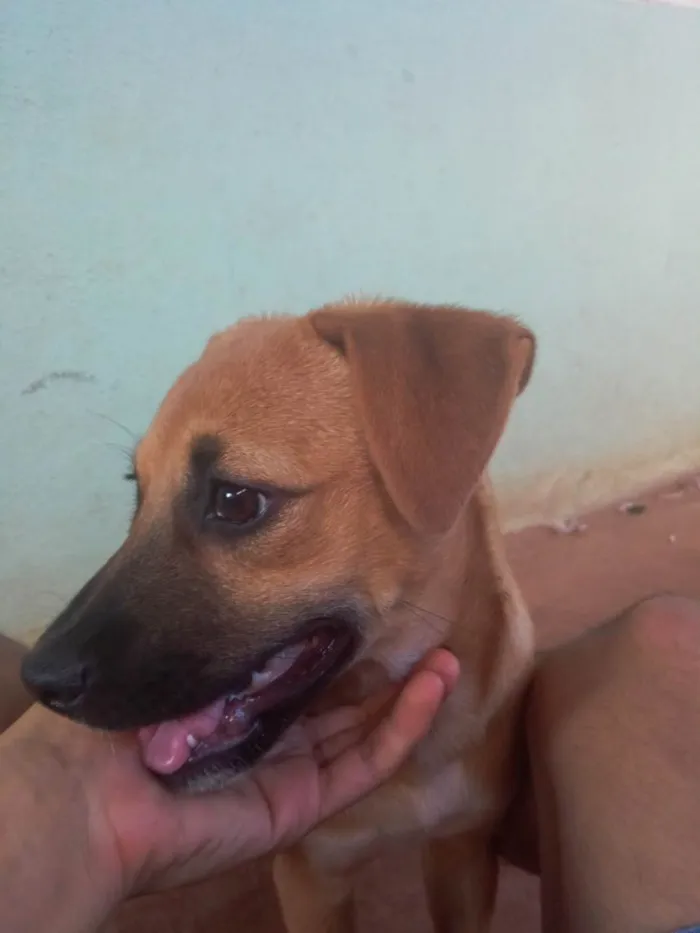 Cachorro ra a Vira Lata idade 2 a 6 meses nome Marronzinho