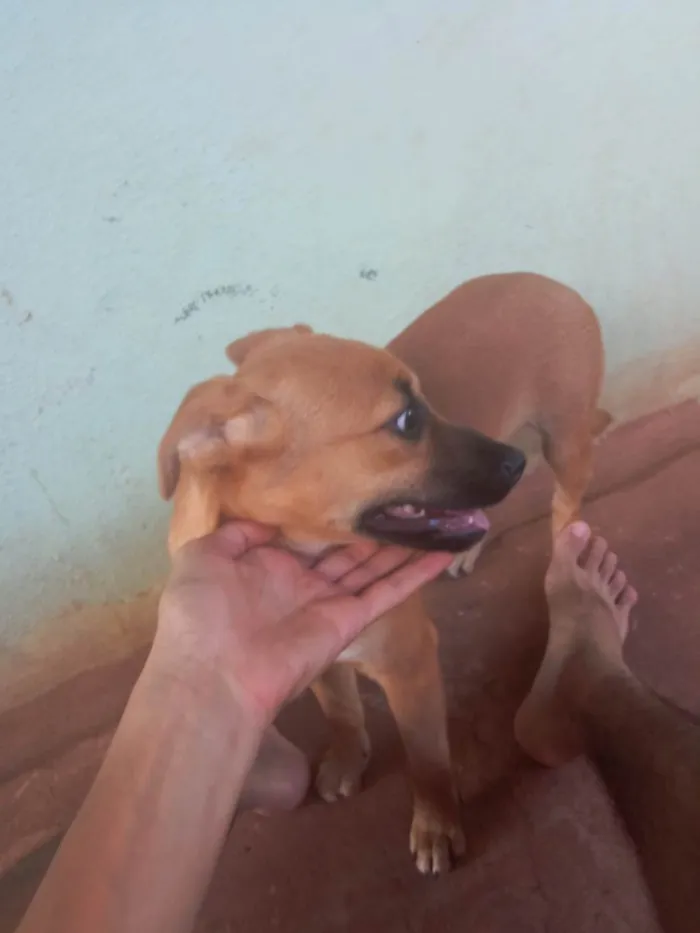 Cachorro ra a Vira Lata idade 2 a 6 meses nome Marronzinho