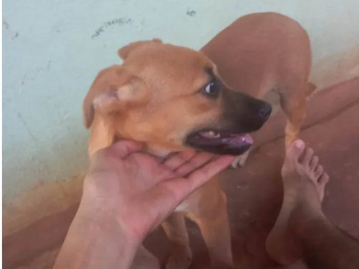 Cachorro ra a Vira Lata idade 2 a 6 meses nome Marronzinho