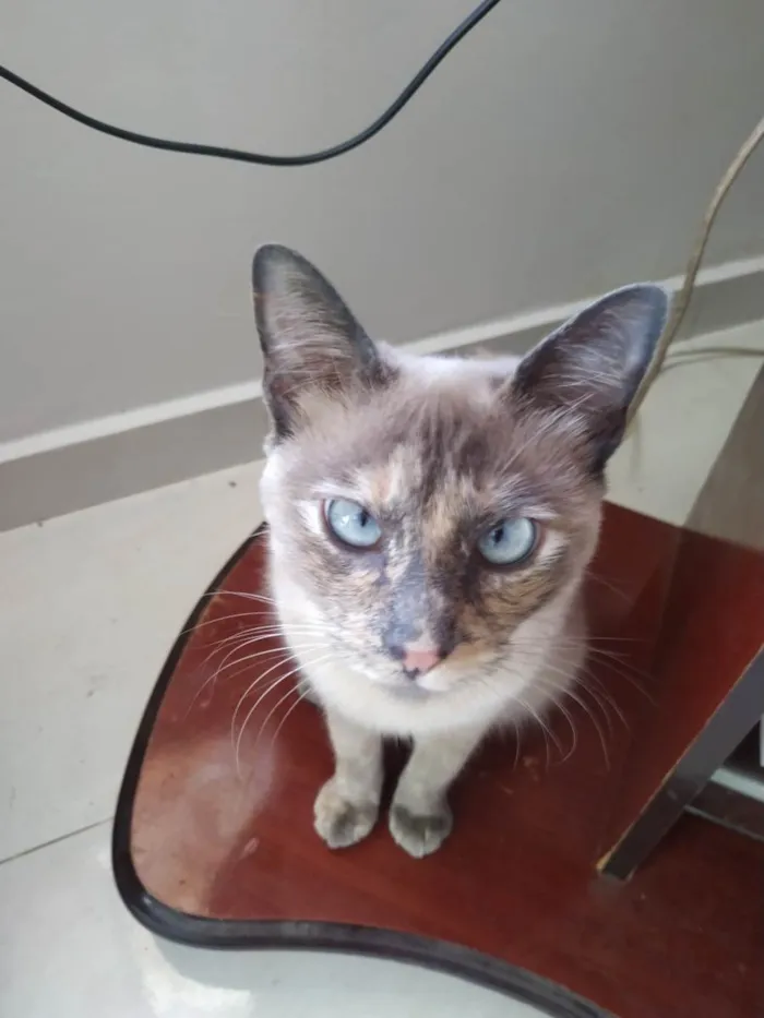 Gato ra a Siamês idade 2 a 6 meses nome Cat