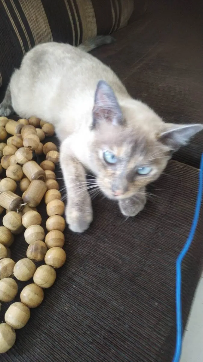 Gato ra a Siamês idade 2 a 6 meses nome Cat