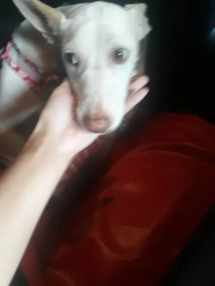 Cachorro ra a SRD-ViraLata idade 1 ano nome Mel 
