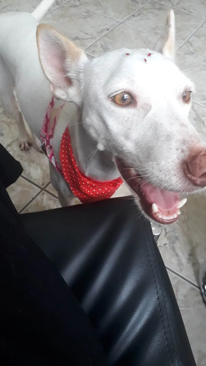 Cachorro ra a SRD-ViraLata idade 1 ano nome Mel 