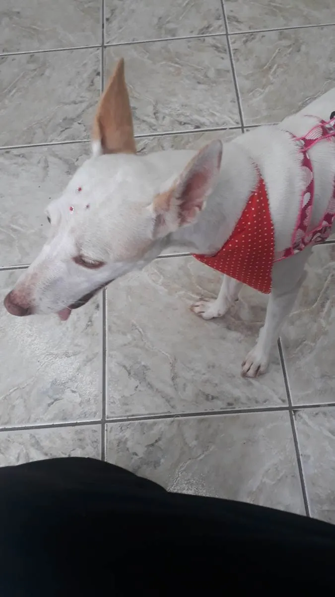 Cachorro ra a SRD-ViraLata idade 1 ano nome Mel 