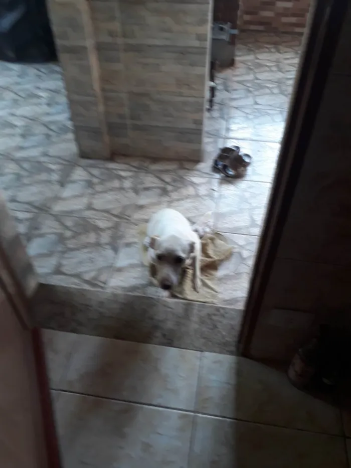 Cachorro ra a SRD-ViraLata idade 1 ano nome Mel 