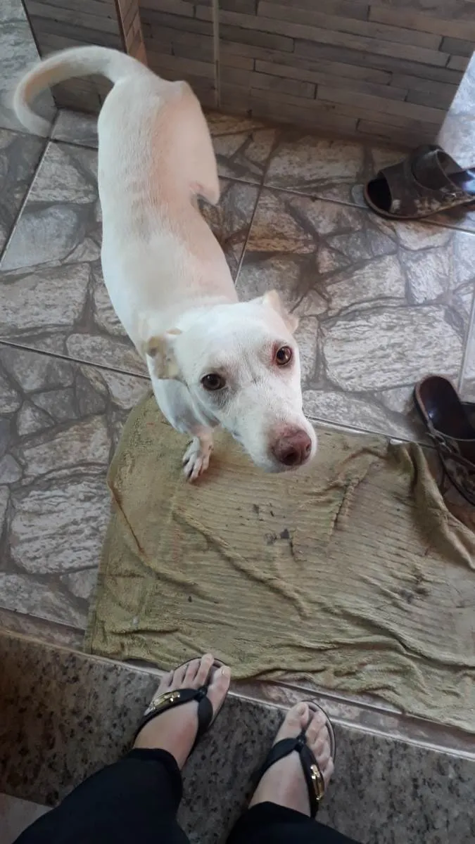 Cachorro ra a SRD-ViraLata idade 1 ano nome Mel 