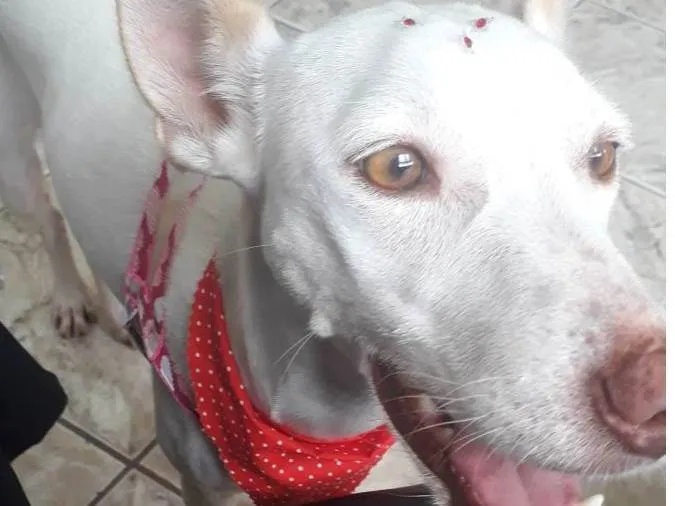 Cachorro ra a SRD-ViraLata idade 1 ano nome Mel 