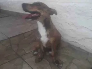 Cachorro raça SRD-ViraLata idade 2 a 6 meses nome Pandora 