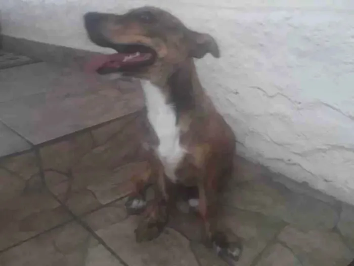 Cachorro ra a SRD-ViraLata idade 2 a 6 meses nome Pandora 