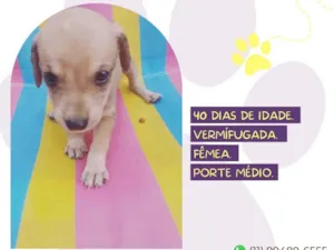 Cachorro raça SRD-ViraLata idade Abaixo de 2 meses nome Denise
