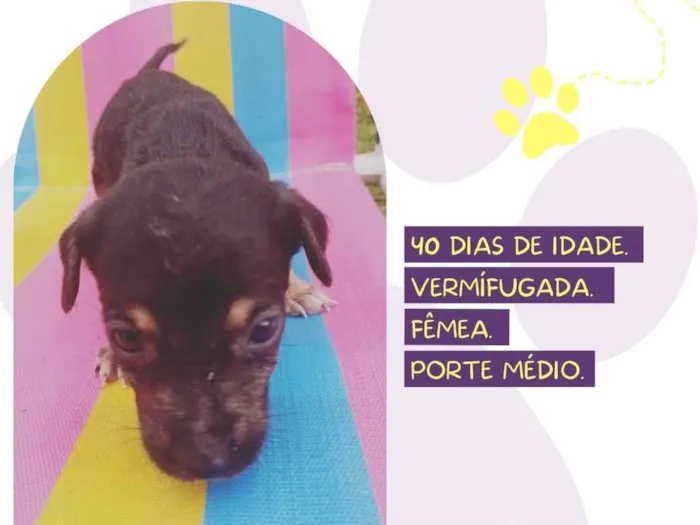 Cachorro raça SRD-ViraLata idade Abaixo de 2 meses nome Mônica 