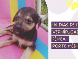 Cachorro raça SRD-ViraLata idade Abaixo de 2 meses nome Carminha