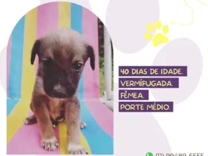 Cachorro raça SRD-ViraLata idade Abaixo de 2 meses nome Magali