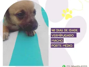 Cachorro raça SRD-ViraLata idade Abaixo de 2 meses nome Cebolinha