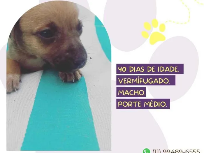 Cachorro raça SRD-ViraLata idade Abaixo de 2 meses nome Cebolinha