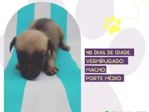 Cachorro raça SRD-ViraLata idade Abaixo de 2 meses nome Franjinha
