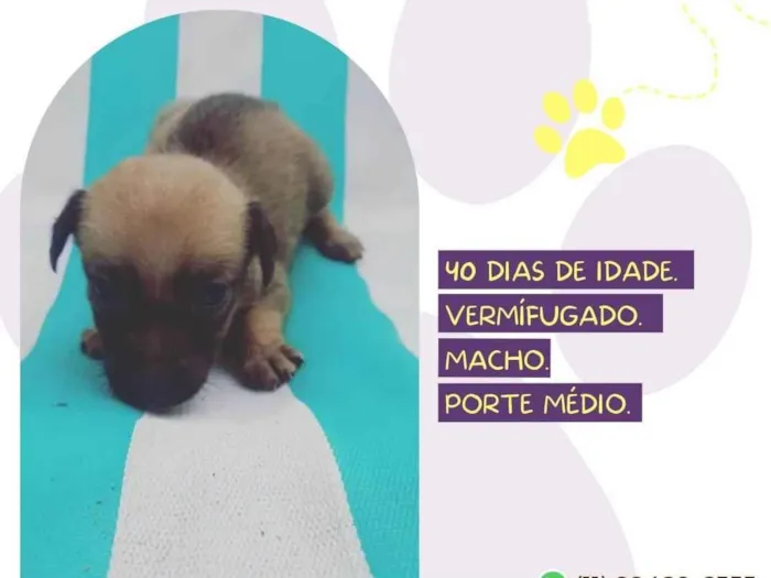 Cachorro raça SRD-ViraLata idade Abaixo de 2 meses nome Franjinha