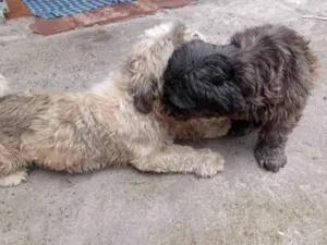 Cachorro raça Lhasa Apso idade 3 anos nome Mel e chiclete