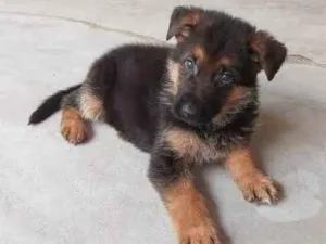 Cachorro raça Pastor alemão idade 2 a 6 meses nome Thor