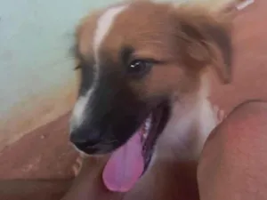 Cachorro raça Desconhecida idade 2 a 6 meses nome Branquinho
