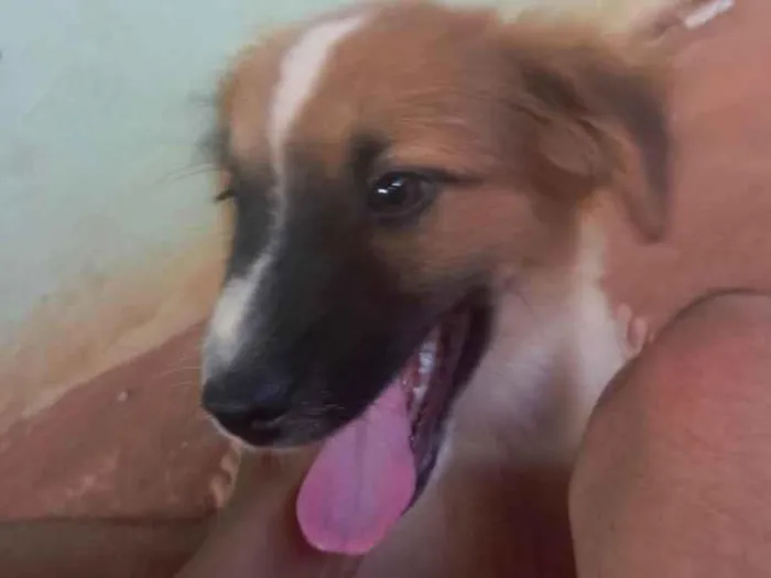 Cachorro ra a Desconhecida idade 2 a 6 meses nome Branquinho