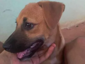 Cachorro raça Vira Lata idade 2 a 6 meses nome Marronzinho