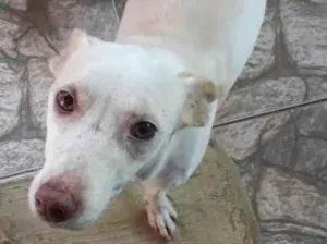 Cachorro raça SRD-ViraLata idade 1 ano nome Mel 