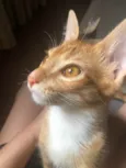 Simba