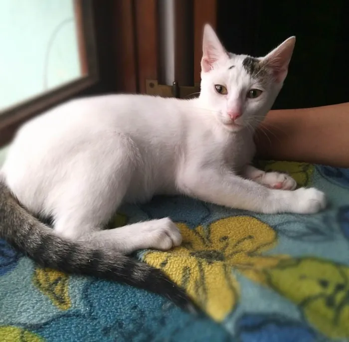 Gato raça srd idade 2 a 6 meses nome Britania