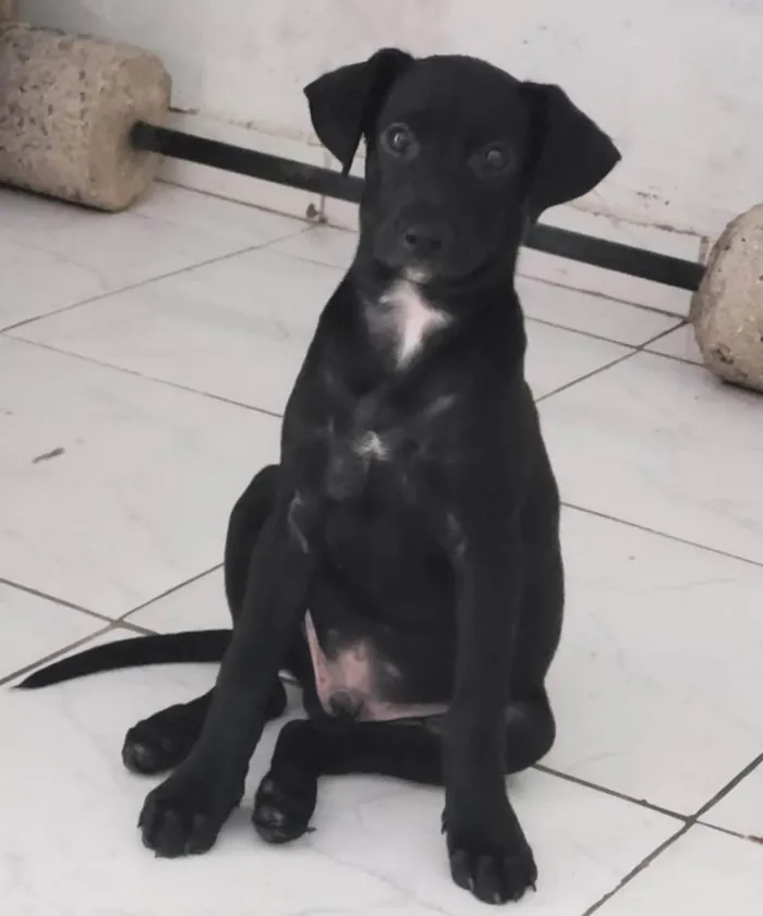 Cachorro ra a SRD-ViraLata idade 2 a 6 meses nome Sirius