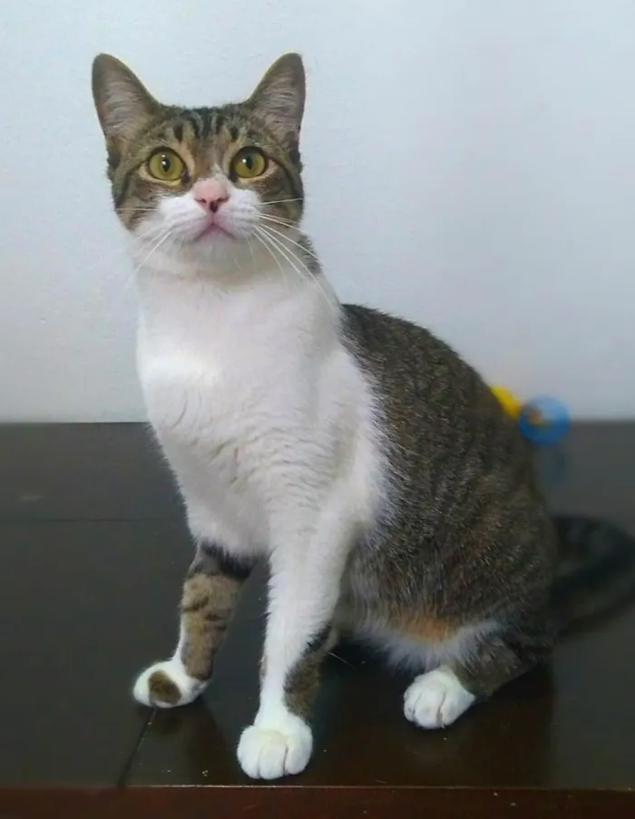 Gato raça srd idade 7 a 11 meses nome orion