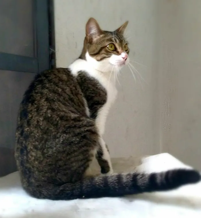 Gato raça srd idade 7 a 11 meses nome orion