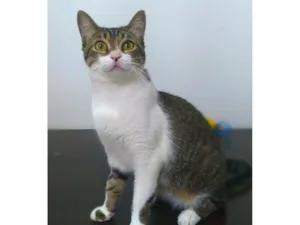 Gato raça srd idade 7 a 11 meses nome orion