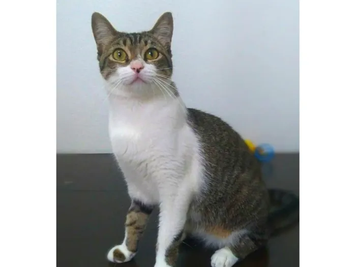 Gato raça srd idade 7 a 11 meses nome orion