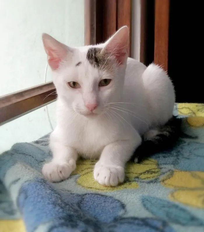 Gato raça srd idade 2 a 6 meses nome Britania