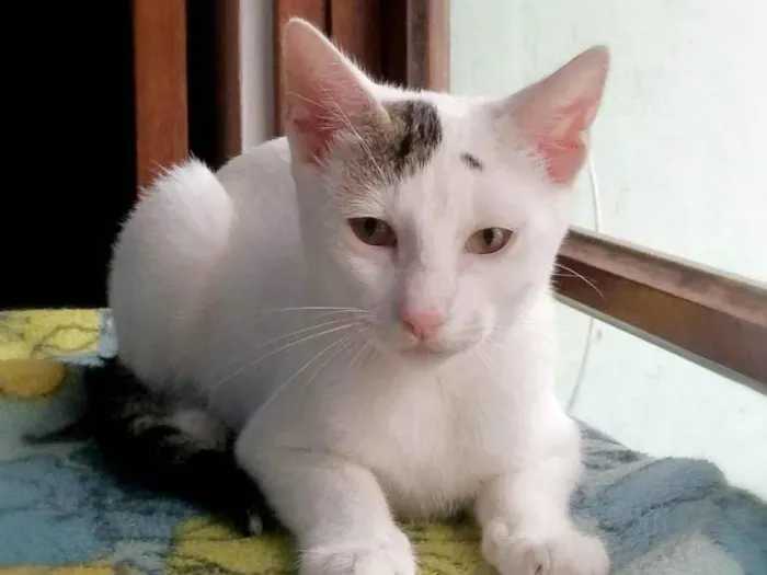 Gato raça srd idade 2 a 6 meses nome Britania